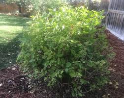 How To Landscape With Evergreen Shrubs Lawnstarter