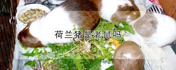 ㊣超值搶購↘86折 reuzel 灰豬極強水泥級無光澤髮蠟 113gx2+保濕髮浴7.4mlx4+梳子x1 reuzel荷蘭豬油 定型與洗髮 多入超值組 灰豬極強水泥級無光澤髮蠟113gx2+保濕髮浴體驗包7.4mlx4+梳子x1 熱門塑型款，高定力低光澤，低調又有型 組合附贈髮浴及梳子， 清洗、整理都方便 è·å…°çŒªæ˜¯è€é¼ å— å'è´¢å†œä¸šç½'