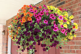 Whatever plants you choose need to be teamed with pretty containers. How To Plant Hanging Baskets And Containers