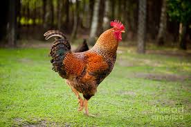 How many eggs do they lay? Rhode Island Red Rooster With Beautiful Feathers Photograph By Arletta Cwalina
