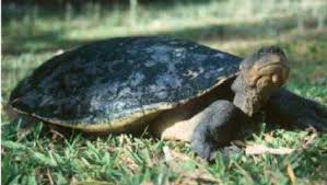 Image result for Tristachya lualabaensis