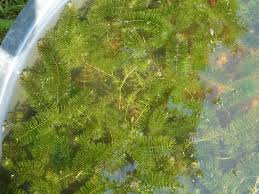 Image result for Ceratophyllum