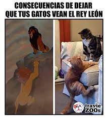 Creo Que Disney Termino Por Afectar Su Relacion Cats Dogs Animales Felinos Reyleon Thelionking Memes Divertidos Memes Comicos Meme Gracioso