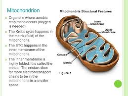 Mitochondria is the organelle in which cellular respiration occur. Cellular Energy Photosynthesis Respiration Ppt Download