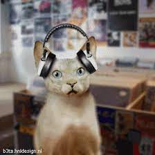This kitten loves to listen to music and dance. Cute Cat Gif 1010 Funny Cat Gifs Funny Gifs Cat Gifs Cute Cat Gif Funny Cat Videos Cat Gif