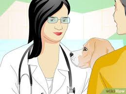 What fiber is good for dogs. How To Add Fiber To A Dog S Diet 11 Steps With Pictures