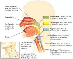 Diagram Of Your Throat Get Rid Of Wiring Diagram Problem