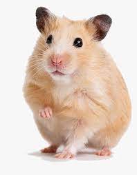 Including transparent png clip art. Transparent Gerbil Png Syrian Hamster Png Download Transparent Png Image Pngitem