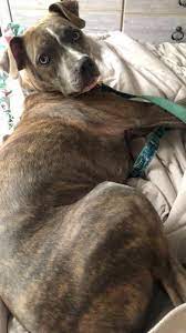 All of our rescues are fully vetted and learn to accept love again from a human after being discarded by. Project Precious Rescue Inc Reviews And Ratings Stamford Ct Donate Volunteer Review Greatnonprofits