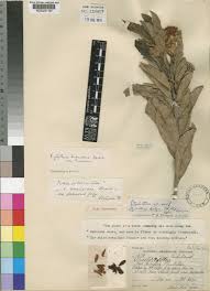 Image result for Xylotheca tettensis