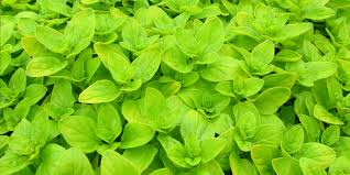 Image result for Origanum