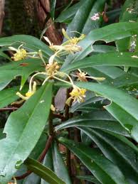 Image result for Canellaceae