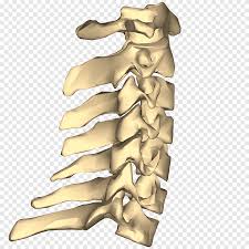It is named for atlas of greek mythology because, just as atlas supported the globe, it supports the entire head. Vertebral Column Cervical Vertebrae Anatomy Lumbar Vertebrae Cervical Vertebra Atlas Hand Anatomy Png Pngegg