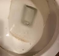 Mold in toilet keeps coming back. Is it in the water or ...