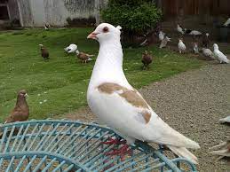 Find a hd wallpaper for your mac, windows, desktop or android device. Gambar Wallpaper Burung Merpati Pernik Wallpaper