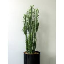 Etsy uses cookies and similar technologies to give you a better experience, enabling things like: Office Euphorbia Cactus Office Plant Toronto Bulk Flowers