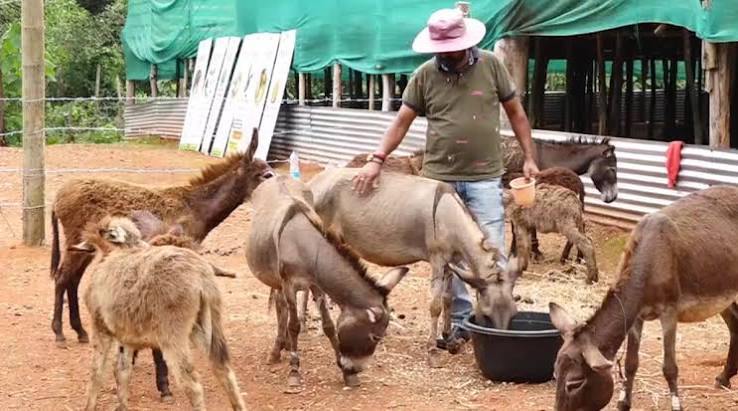 Desk to donkey farm: Karnataka man quits snug job to script success story, gets Rs 17 lakh order! - Lifestyle News | The Financial Express