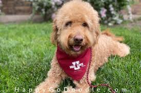 One on hand, you have the ability to shape your dog's. White Star Goldendoodle Teddy Bear Cut Before And After Best Types Of Goldendoodle Haircuts We Love Doodles Goldendoodle Haircut Before And After Pictures