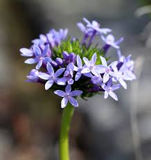 Image result for Pentanisia sykesii