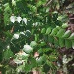 Image result for Macphersonia