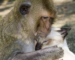 I Love You Monkey Unusual Animal Friends Animals Friendship Unlikely Animal Friends