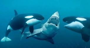 Cá voi sát thủ - loài vật nguy hiểm nhất trên Trái Đất | baotintuc.vn