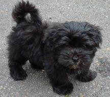 Black And White Havanese Puppy For Sale Pin On Havanese