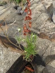 Image result for Kanahia laniflora