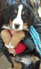 Beautiful akc registered bernese mt dog puppy up to date on shots very well socialized with children they are also microchipped and every puppy comes with a one year health guarantee $400 deposit will hold your puppy until ready to. Bernese Mountain Dog For Sale California