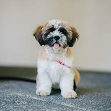 Shih tzu puppies can be as small as two and a half pounds at eight weeks, so they are incredibly delicate. Shih Tzu Expert Dog Owner Tips On This Dog Breed Pretty Pup