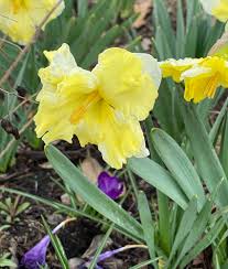 Starting your title with a why/what/who/where/how modifier should be unnecessary. Spring Bulb After Care In The Southern Garden Finegardening