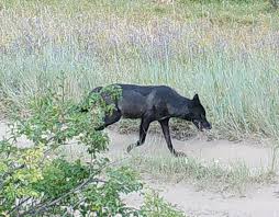 Are you trying to determine how much a puppy with breeding rights and papers would cost? Black Wolf Wikipedia