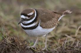 Black Bird With White Stripes On Wings Killdeer Noisy Plover With Black And White Breast Stripes Reddish Back Found In Fields Stony Dry Areas As Well As Birds Backyard Birds Bird Identification