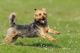 You'll be cooking up a storm in no time. Australian Terrier Dog Breed Info Images Videos Faqs