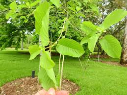 Image result for Mitragyna rubrostipulata