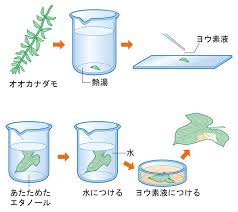 中学理科 光合成に必要なものは Merixグループの公式ブログ