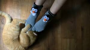 Cats + socks = life and when you add them together you get sockpaws! Red Cat Plays With Grey Socks On Womans Feet Stock Video C Imidglviv Gmail Com 136387394