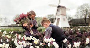 Dutch family names were not required until 1811 when emperor napoleon annexed the netherlands; Windmills Tulips And Wooden Shoes Researching Dutch Surnames Myheritage Blog