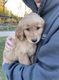 Help me name this sweet girl! : r/goldenretrievers