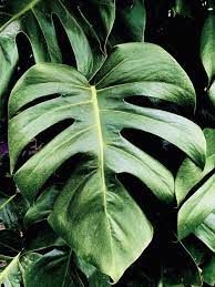 Besides the succulent plant representative species like the jade plant, burro's tail, echeveria elegans, snake plant, and aloe vera, here are over 1,000 types of succulents with pictures for succulent identification, separated by their genera. Tropical Plants Pictures Download Free Images On Unsplash