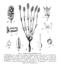 Image result for Pandiaka welwitschii