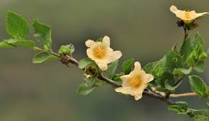 Image result for Sida acuta