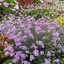 Image result for foto verbena