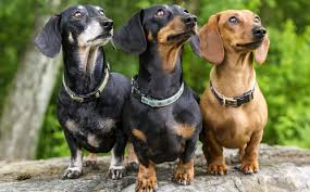 The 10 Longest Living Dog Breeds To Share Your Love With Dogs Dog Breeds Poodle Dog