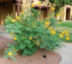 Bird Of Paradise Arizona Easy Desert Plant Gardening Ideas Birds Of Paradise Plant Paradise Plant Desert Plants