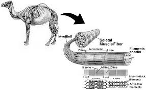 Camels are well known for their ability to survive the hot and dry conditions of the desert, but a study suggests they once thrived in colder climes. Camel Carcass And Meat Quality Characteristics Springerlink