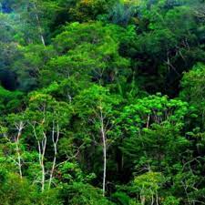 Antara tahun 1990 dan 2010 malaysia hilang 8.6% dari hutan, atau sekitar 1,920,000 hektar (4,700,000 ekar). Sumber Hutan Osem