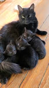 Check spelling or type a new query. The Dodo Cat Is So Proud To Show Off Her Kittens To Her Foster Mom Facebook