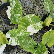 Image result for Eleocharis variegata