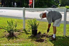 Pictures of easy, simple hedges, wind breaks, and screens. Planting A Privet Hedge Cottage At The Crossroads